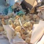 Десятки птенцов нашел на свалке житель СКО