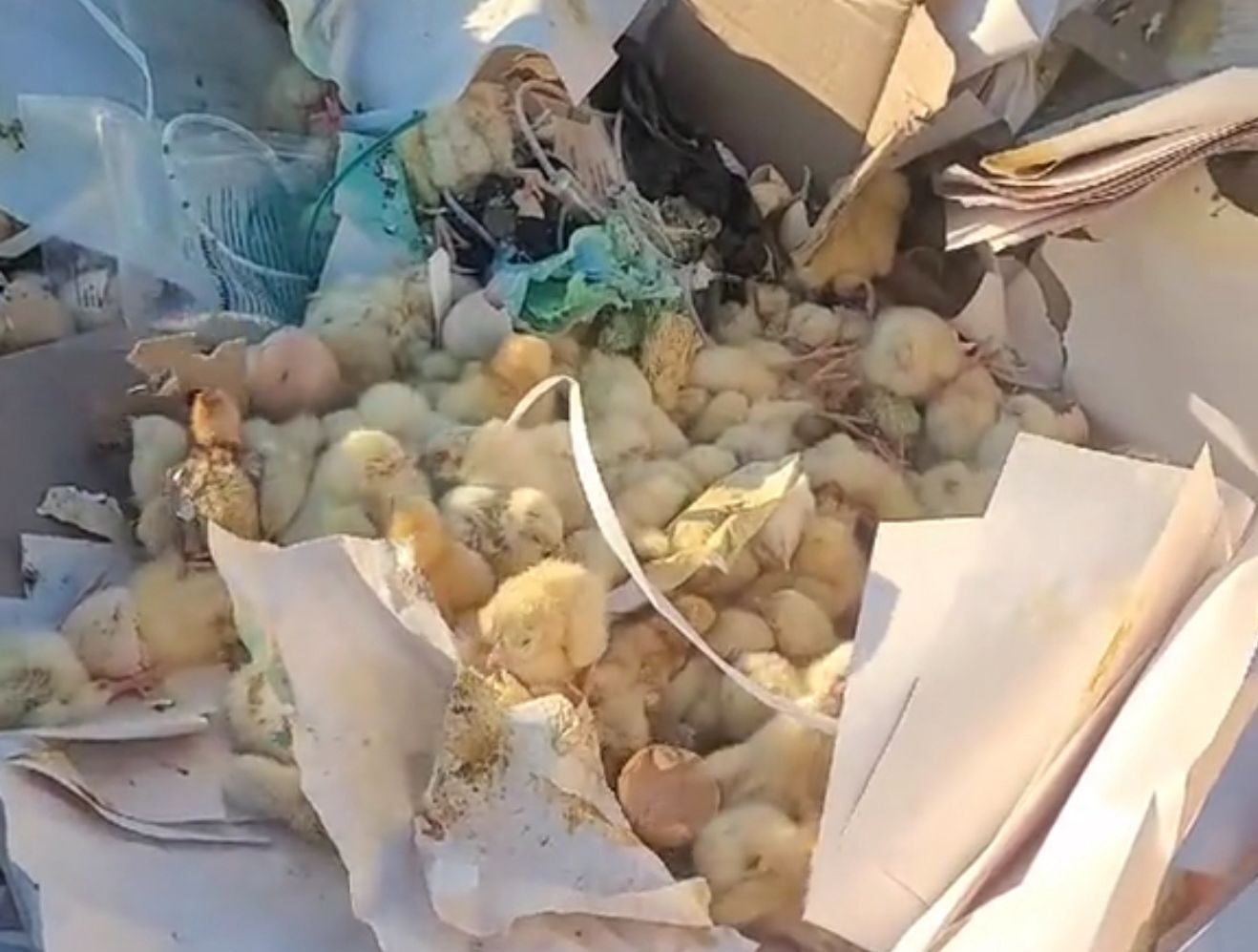 Десятки птенцов нашел на свалке житель СКО