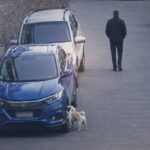 «Метка» на чужой машине обернулась штрафом для хозяина собаки в Петропавловске