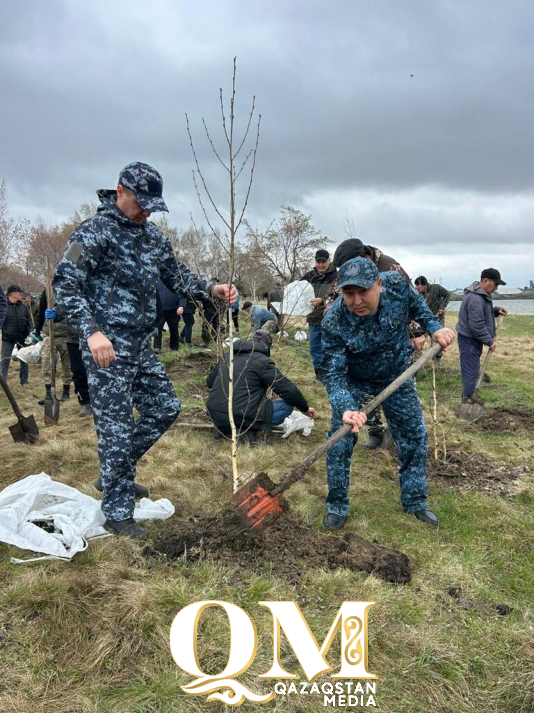 Более тысячи молодых деревьев высадили в Жамбылском районе СКО