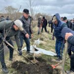 Более тысячи молодых деревьев высадили в Жамбылском районе СКО