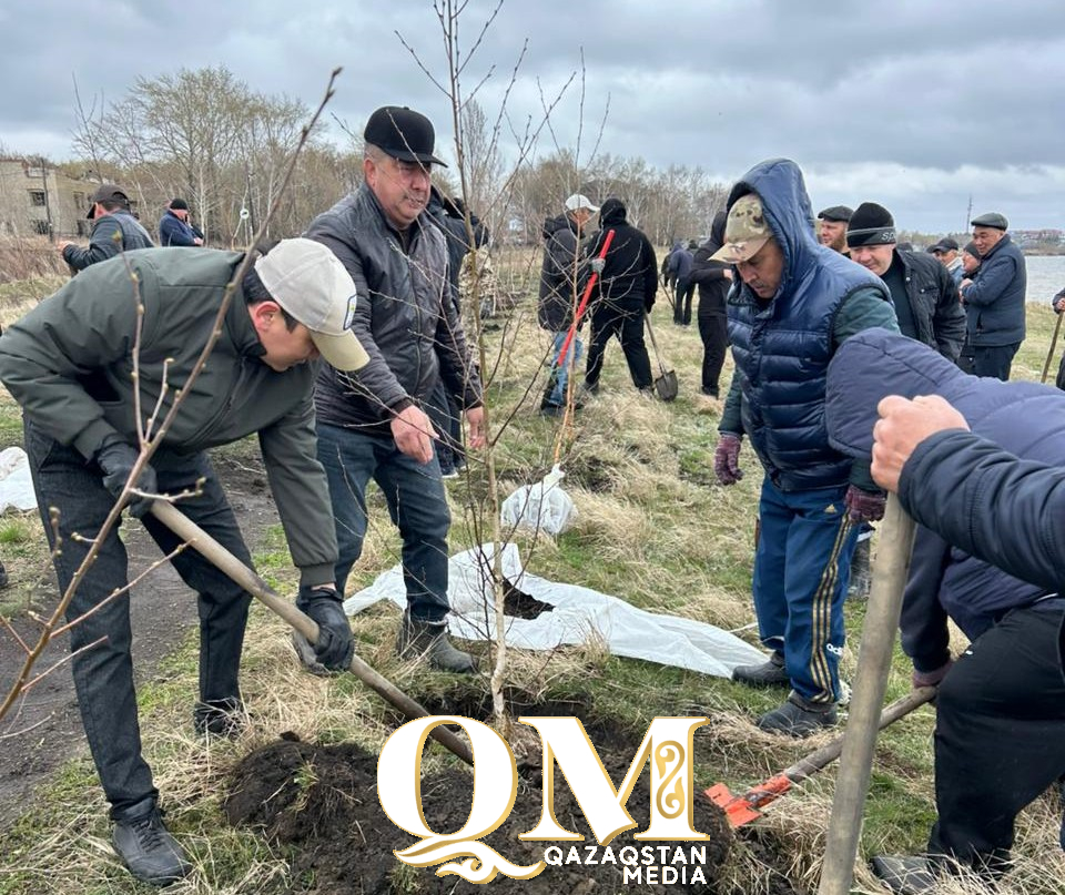 Более тысячи молодых деревьев высадили в Жамбылском районе СКО
