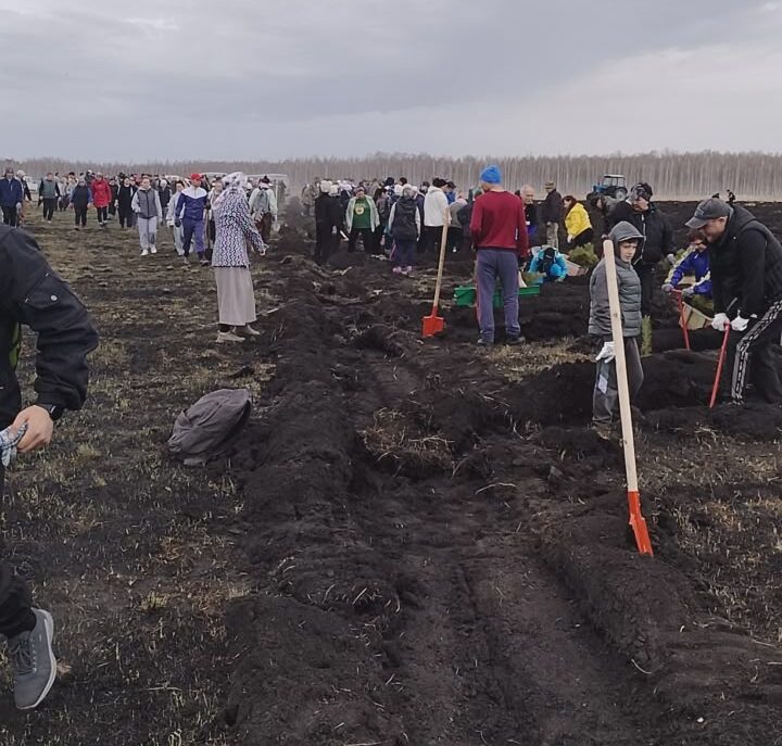 Қызылжар ауданындағы Сосновка ауылында 25 мың қарағай көшеті отырғызылуда