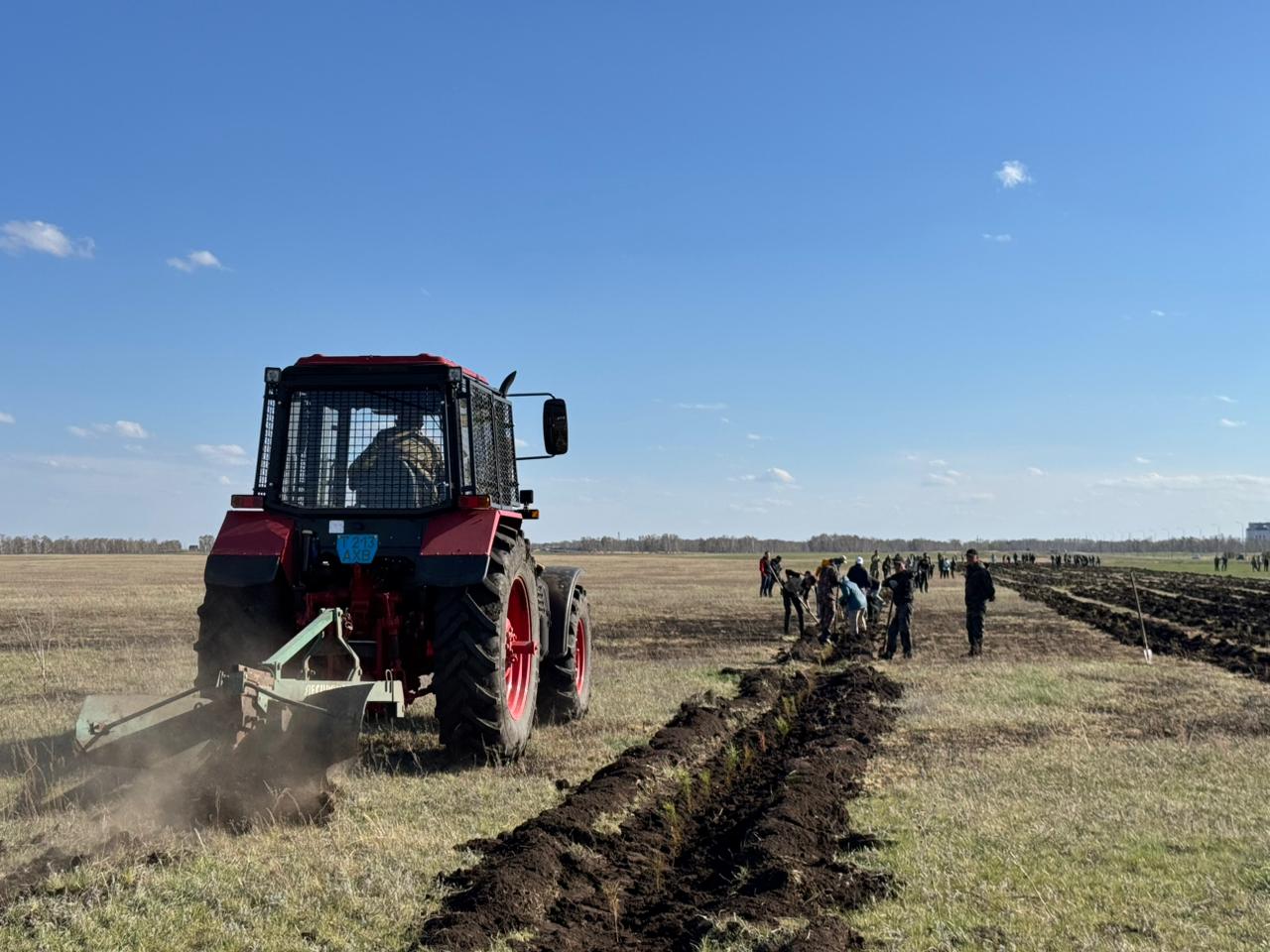 Шал ақын ауданында 30 мың қарағай көшеті егілді