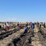 Шал ақын ауданында 30 мың қарағай көшеті егілді