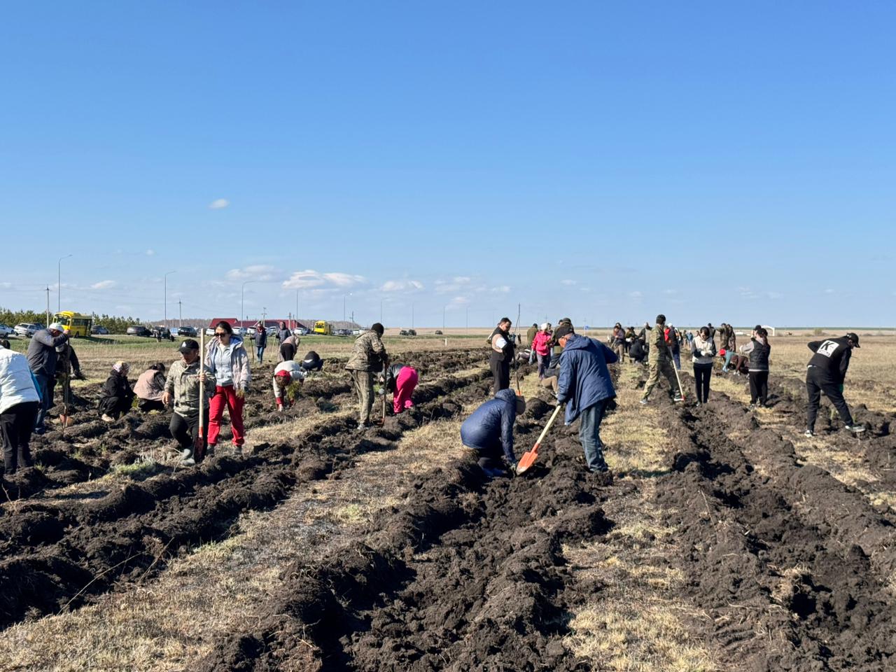 Шал ақын ауданында 30 мың қарағай көшеті егілді