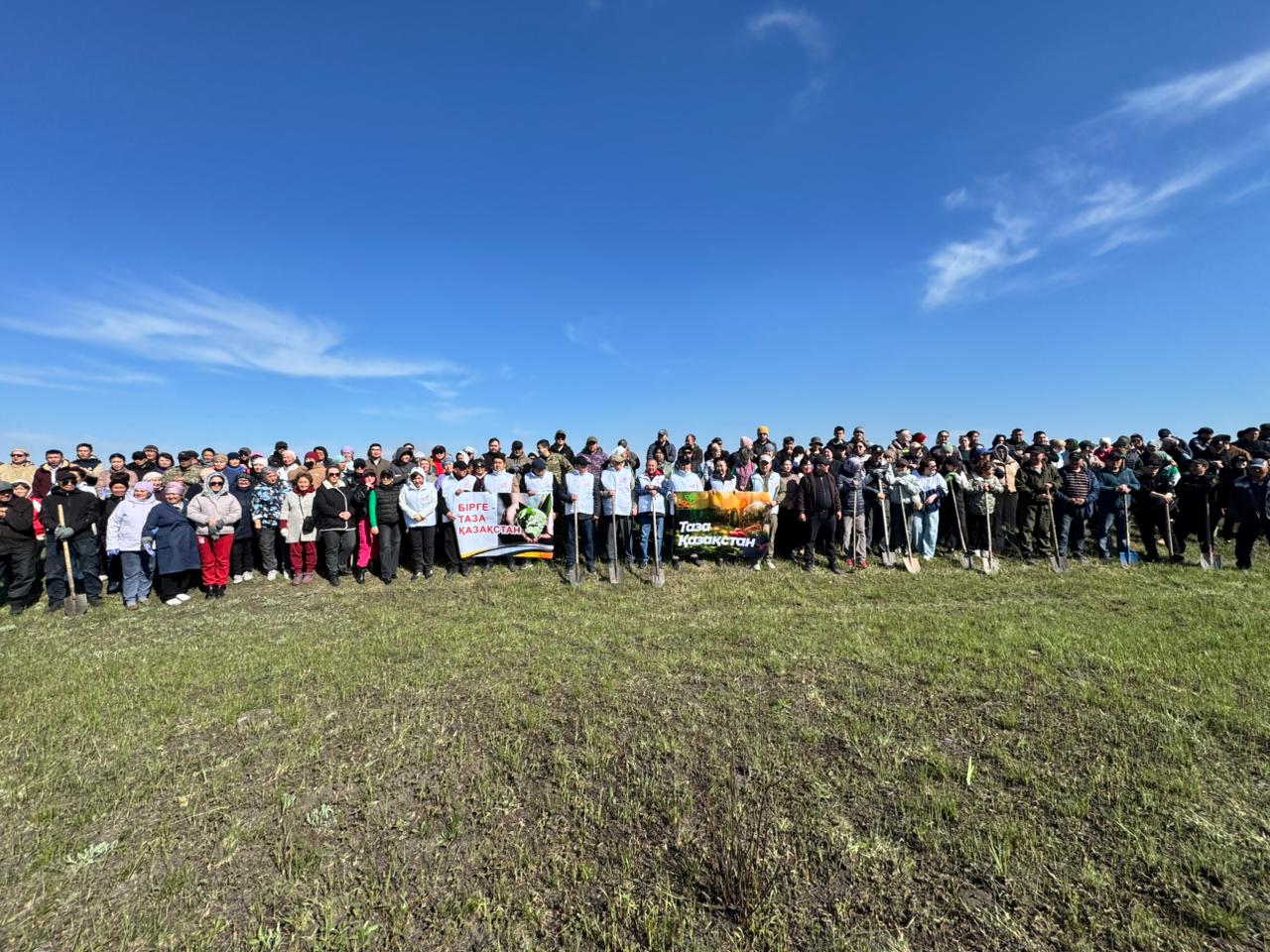 Шал ақын ауданында 30 мың қарағай көшеті егілді