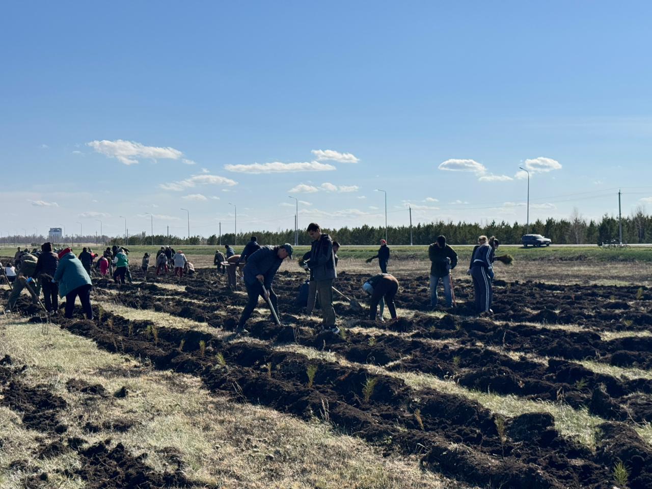 Шал ақын ауданында 30 мың қарағай көшеті егілді