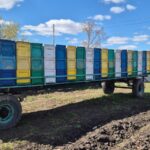 Североказахстанские пчеловоды восстанавливают пасеки после массовой гибели насекомых