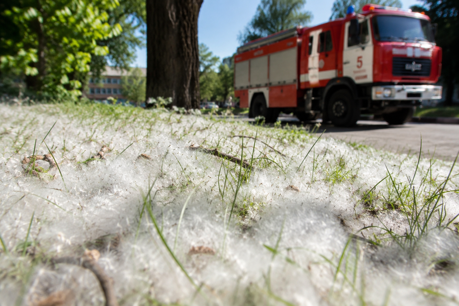 Тополиный пух может вспыхнуть за секунды - жителей СКО предупредили об опасности