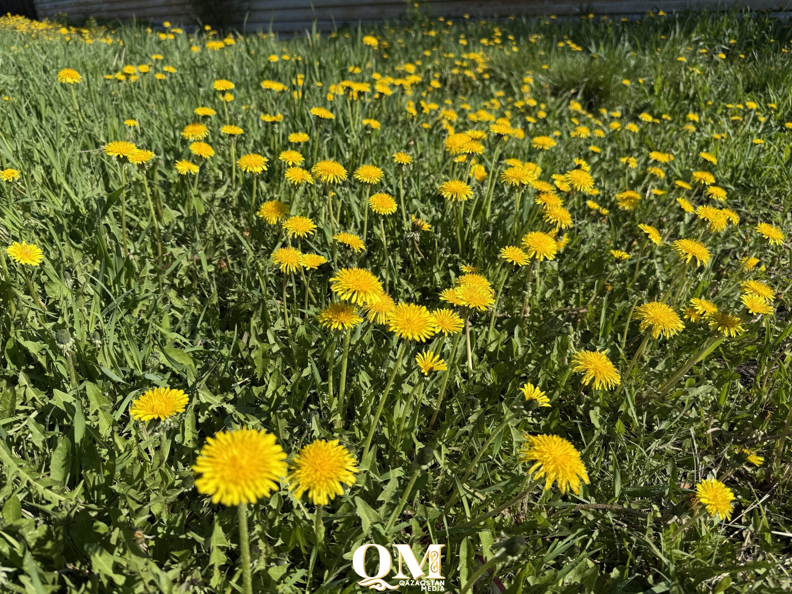 13 миллионов за одуванчик: в Минэкологии объяснили, за какие растения грозит штраф