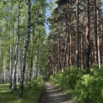 Пчеловодов и грибников предупредили об обработке лесов в СКО