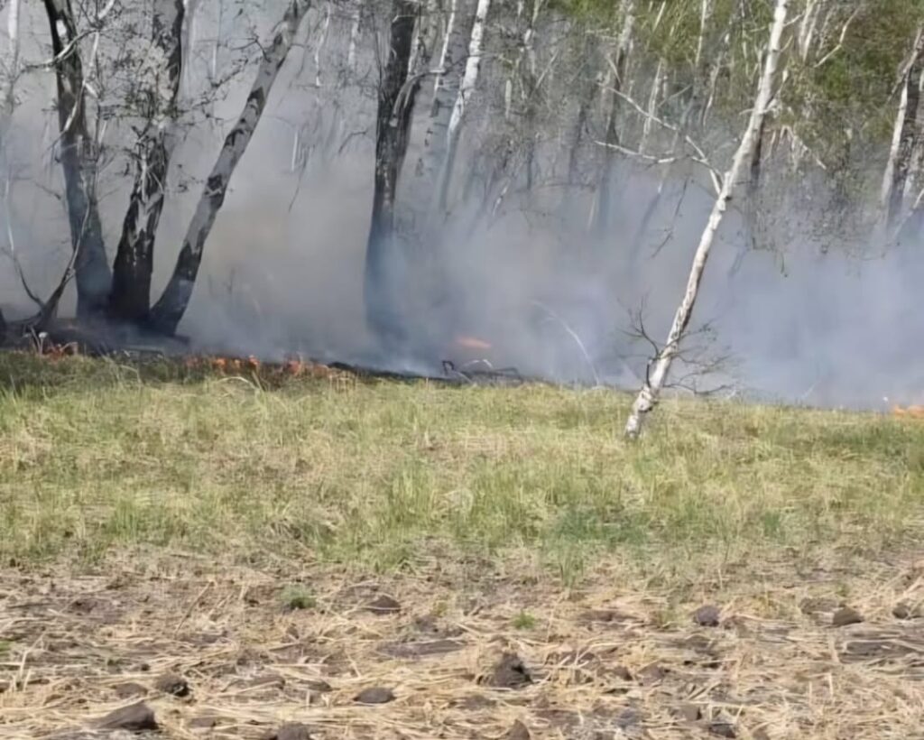 Лес едва не сгорел в районе Шал акына СКО 