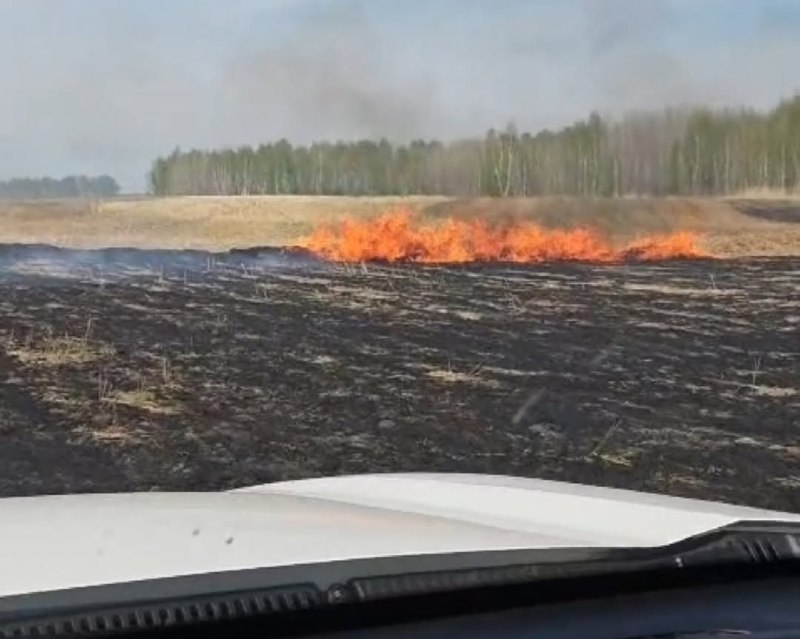 Лес едва не сгорел в районе Шал акына СКО 