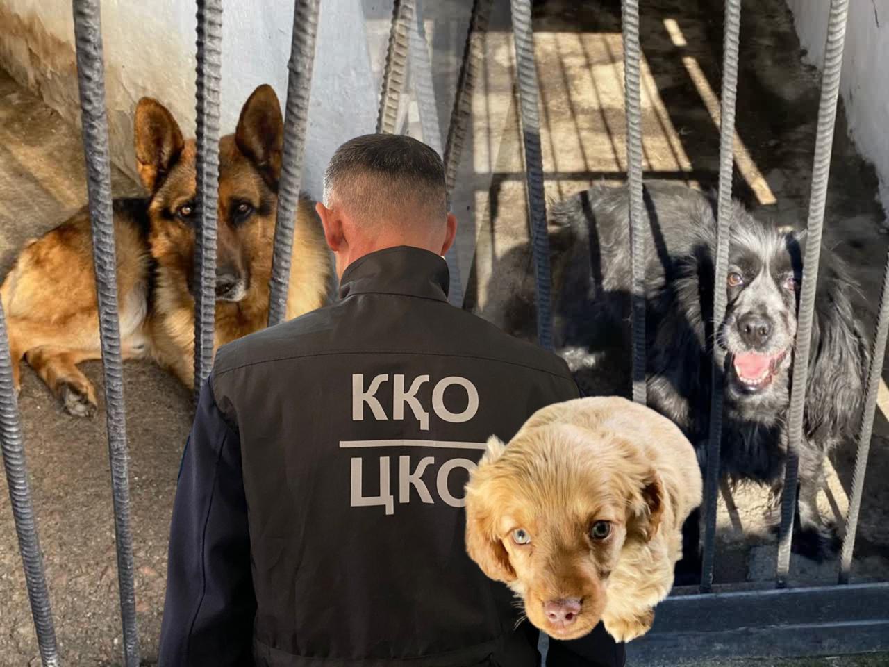 Служба на четырех лапах: как полицейские без погон защищают жителей СКО