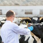 Мал дәрігерлерінің айлығы өседі