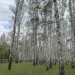 Более 22 тысяч гектаров леса в СКО заражены непарным шелкопрядом