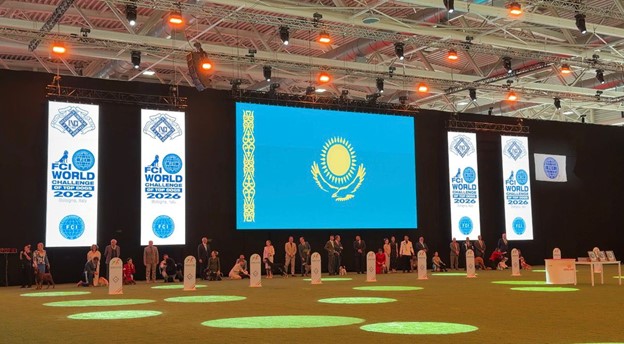Казахский тазы триумфально представлен на World Dog Show 2026 в Болонье