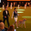 Казахский тазы триумфально представлен на World Dog Show 2026 в Болонье