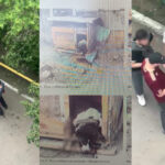 Зарезал дворового пса, но избежал наказания — в Петропавловске суд прекратил дело по жестокому обращению с животным