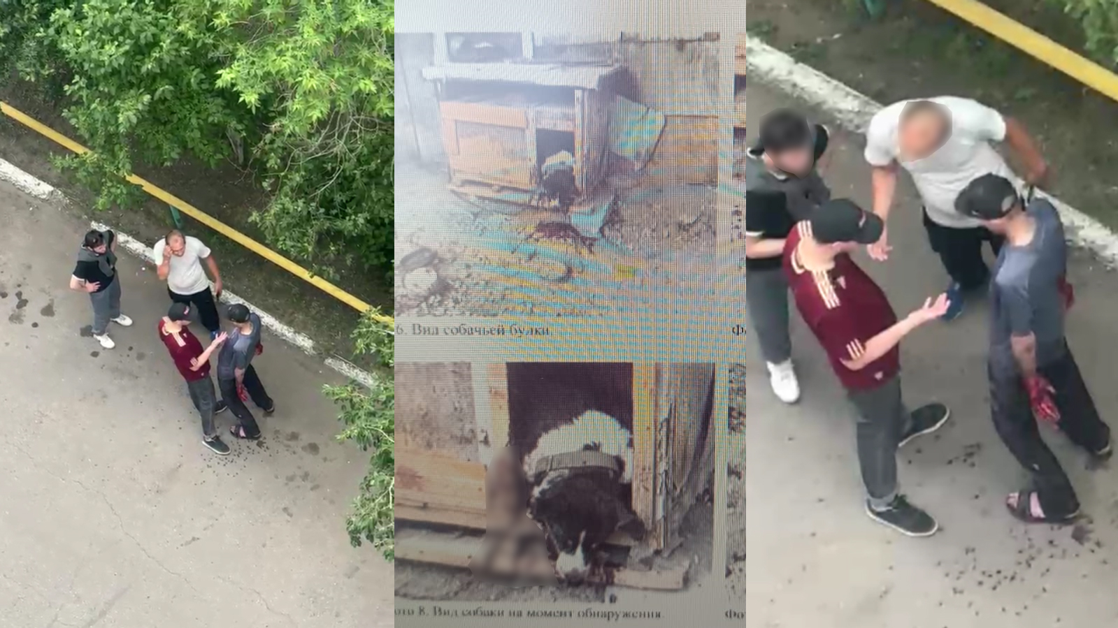 Зарезал дворового пса, но избежал наказания - в Петропавловске суд прекратил дело по жестокому обращению с животным