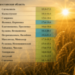 Свыше 20 ц/га – в каких районах СКО ждут высокий урожай пшеницы?