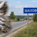 От неизвестной болезни снова гибнут домашние гуси в СКО