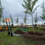 Более 1,3 млн деревьев высадили в Казахстане с начала года
