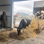 СҚО-ға Германиядан 165 бас асыл тұқымды ірі қара әкелінді