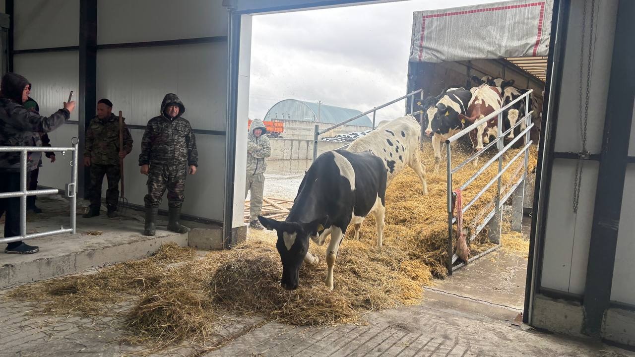 СҚО-ға Германиядан 165 бас асыл тұқымды ірі қара әкелінді