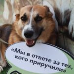 Отделение социальной кастрации животных открывают в приюте Исакова в Петропавловске